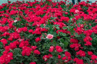 Bahçedeki güzel çiçekler