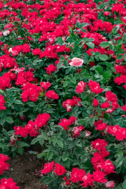 Bahçedeki kırmızı güller