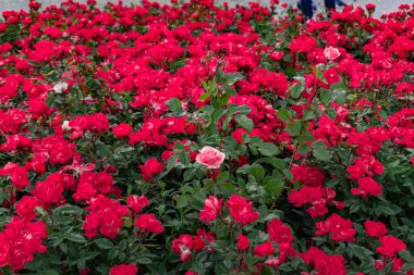 Bahçedeki güzel çiçekler