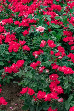 Bahçedeki kırmızı güller.