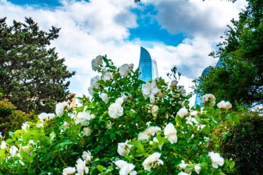Mavi gökyüzünün arka planındaki beyaz çiçekler.