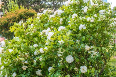 Bahçedeki beyaz gül