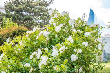 Bahçedeki güzel çiçekler