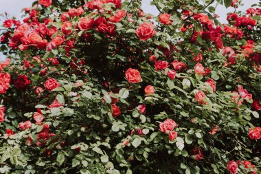 Bahçedeki kırmızı güller