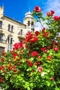 Parkta kırmızı gül