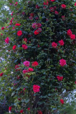 Bahçede kırmızı gül