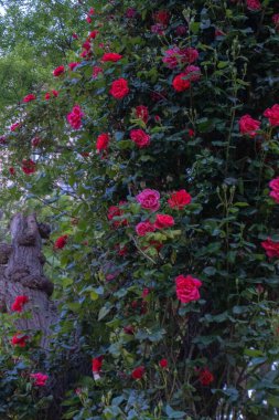 Bahçedeki güzel çiçekler