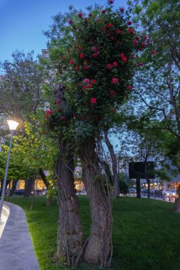 Bahçedeki güzel çiçekler