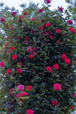 Bahçedeki güzel çiçekler