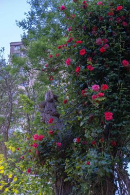 Bahçedeki güzel çiçekler