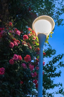 Bahçedeki güzel çiçekler