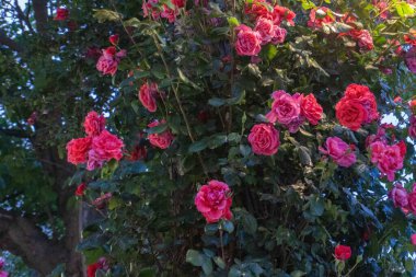Güzel botanik fotoğrafı, doğal duvar kağıdı.