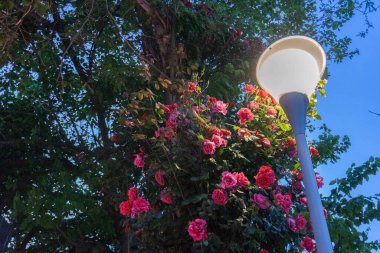 Bahçedeki güzel çiçekler