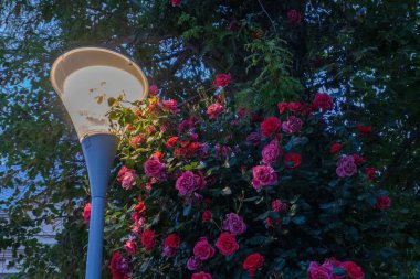 Bahçedeki güzel kırmızı gül