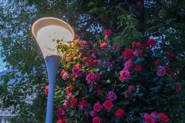 Şehir parkının güzel manzarası