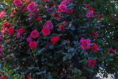 Bahçenin arka planında kırmızı ve beyaz güller