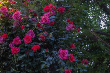 Bahçedeki güzel çiçekler