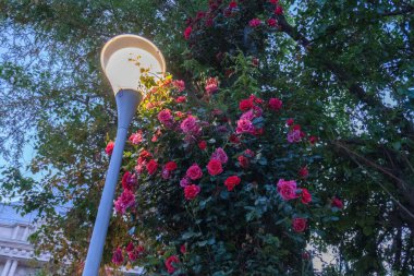 Bahçedeki güzel çiçekler