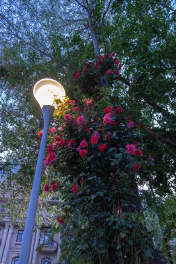 Güzel botanik fotoğrafı, doğal duvar kağıdı.