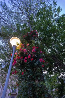 Bahçedeki güzel çiçekler