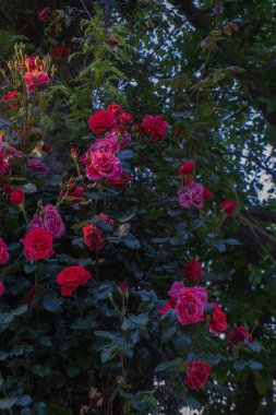 Bahçedeki güzel çiçekler