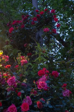 Güzel botanik fotoğrafı, doğal duvar kağıdı.