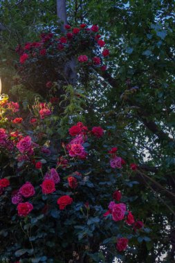 Bahçedeki kırmızı güller