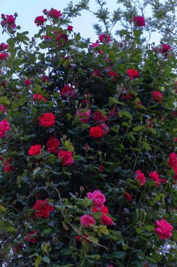 Bahçedeki güzel çiçekler