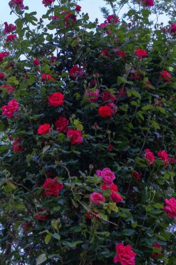 Bahçede güzel kırmızı güller