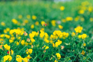 Bahçedeki sarı kozmos çiçekleri. doğal arkaplan.