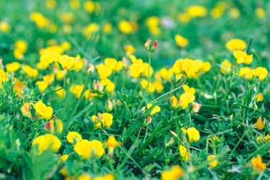 Çimlerin üzerinde sarı çiçek