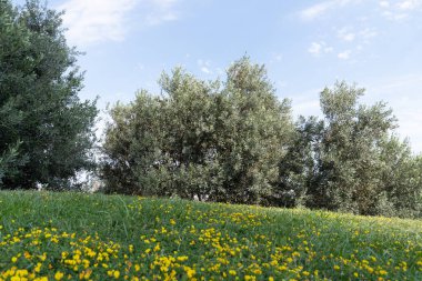 Tarlada zeytin ağacı