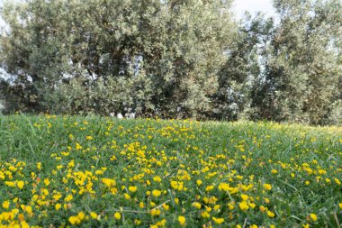 sarı çimenler ve çiçekler tarlada