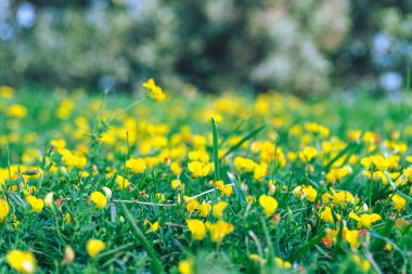 Bahar geçmiş dandelions ile