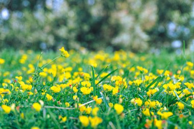 İnanılmaz renkli çiçeklere yakın.