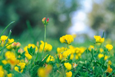 Bahçedeki sarı çiçekler