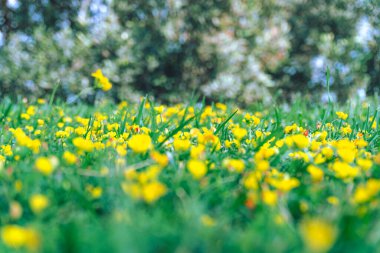 bahar çiçekleri bir parkta