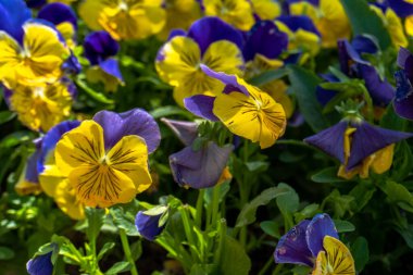 Şehir parkında bahar zamanı yakalandı..
