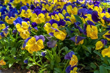 Şehir parkında bahar zamanı yakalandı..