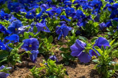 Şehir parkında bahar zamanı yakalandı..