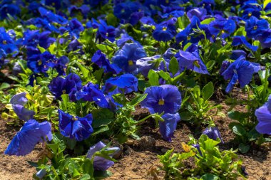Şehir parkında bahar zamanı yakalandı..