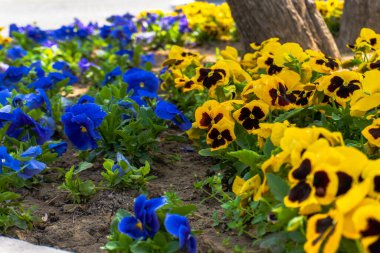 Şehir parkında bahar zamanı yakalandı..