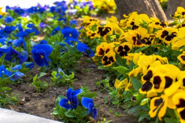 Şehir parkında bahar zamanı yakalandı..
