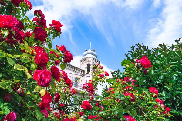 Parktaki bahçede güzel çiçekler