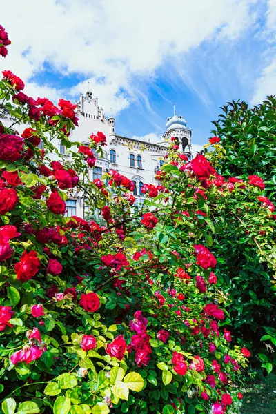 Yazın bahçede güller, arka planda güneşli bir gün, ev