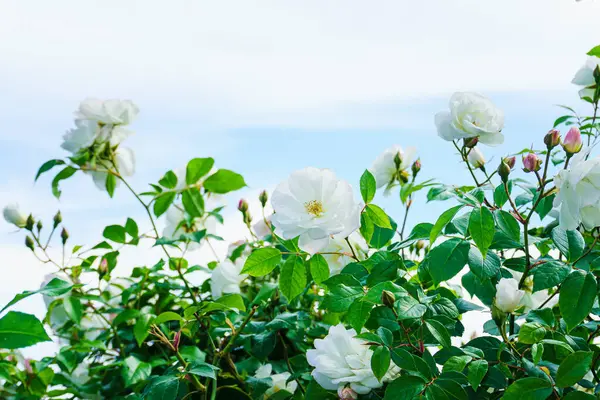 Bahçedeki beyaz güller, kapatın.