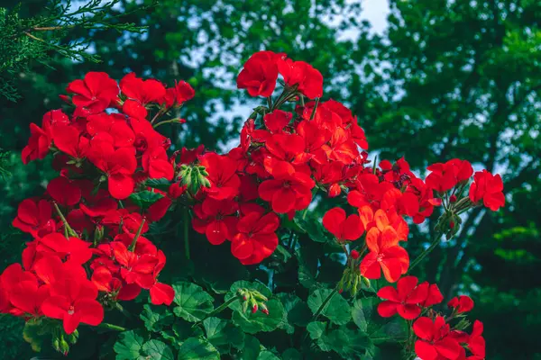 Parktaki çalıların üzerinde parlak güzel çiçekler