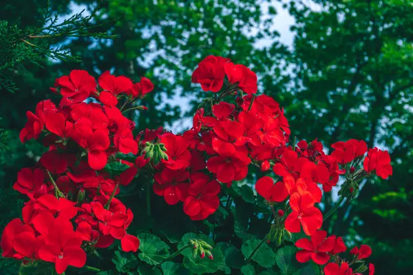 bir bahçenin kırmızı çiçeği