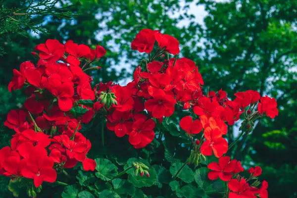 Bahçedeki güzel çiçekler
