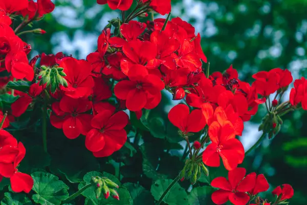 Bahçedeki güzel çiçekler